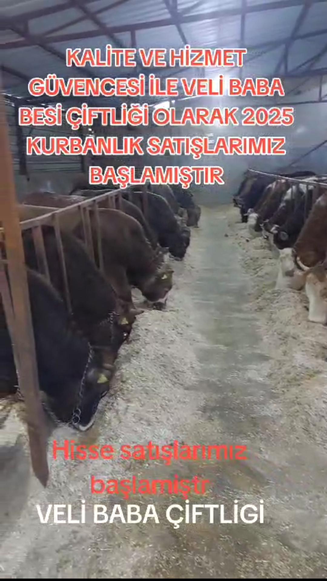 Veli Baba Çiftliği 